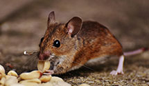 24 Hour & Emergency Exterminators in Coldwater Creek, WV